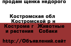 продам щенка недорого - Костромская обл., Костромской р-н, Кострома г. Животные и растения » Собаки   